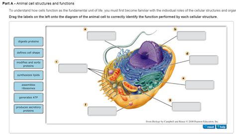 cell functions quizlet|quizlet cells structure and function.